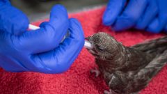 Utrechtse Vogelopvang maakt zich zorgen om gierzwaluwen