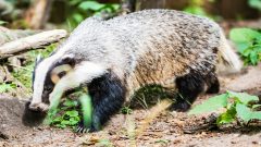 Kapvergunning voor bijna 2000 bomen in Soesterberg verleend, onderzoek naar dassen volgt