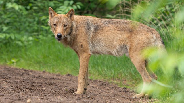 Politieke gevolgen na schietincident met probleemwolf in Utrecht