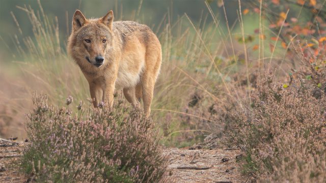 Provincie Utrecht wil herhaling van overtredingen bij afschot probleemwolf voorkomen