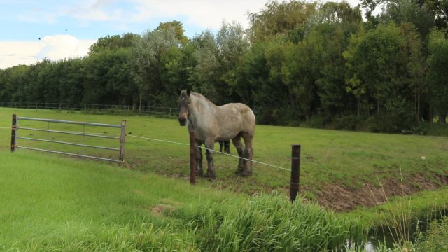 Rechter beslist in langdurige zaak over paard in Woudenberg