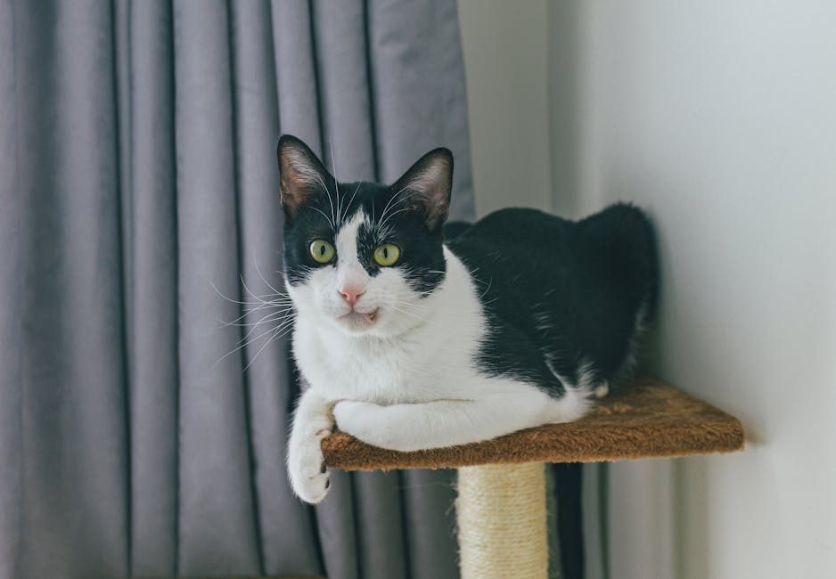 Speelgoed pakket kat - Trixie - Goede staat