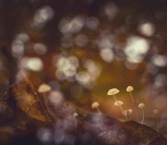 Diakonessenhuis Utrecht Bosboomstraat Utrecht: Een Zorgcentrum Van Topkwaliteit In Utrecht Diakonessenhuis Utrecht Bosboomstraat Utrecht: Een Zorgcentrum Van Topkwaliteit In Utrecht