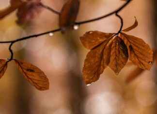 FC Utrecht – Heracles Opstellingen: Ontdek De Belangrijke Spelers Van Deze Wedstrijd FC Utrecht - Heracles Opstellingen: Ontdek De Belangrijke Spelers Van Deze Wedstrijd