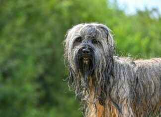 Fortuna Sittard – AZ Alkmaar Opstellingen: Tactische Keuzes In De Eredivisie Fortuna Sittard - AZ Alkmaar Opstellingen: Tactische Keuzes In De Eredivisie