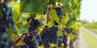 La Dilettante Amsterdam – Natural Wine Bar: De Beste Natuurlijke Wijnen In Amsterdam La Dilettante Amsterdam - Natural Wine Bar: De Beste Natuurlijke Wijnen In Amsterdam