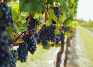 La Dilettante Amsterdam – Natural Wine Bar: De Beste Natuurlijke Wijnen In Amsterdam La Dilettante Amsterdam - Natural Wine Bar: De Beste Natuurlijke Wijnen In Amsterdam