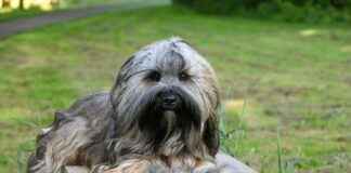 Nederlands Elftal – Canadees Voetbalelftal Opstellingen: Een Mix Van Ervaring En Talent Nederlands Elftal - Canadees Voetbalelftal Opstellingen: Een Mix Van Ervaring En Talent