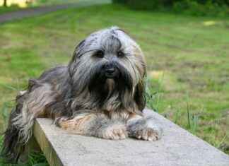 Nederlands Elftal – Frans Voetbalelftal Opstellingen: Sterrenstrijd In De Basiself Nederlands Elftal - Frans Voetbalelftal Opstellingen: Sterrenstrijd In De Basiself