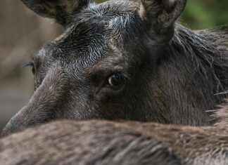 Pools Voetbalelftal – Oostenrijks Voetbalelftal Opstellingen: Middenveld Met Beslissende Rollen Pools Voetbalelftal - Oostenrijks Voetbalelftal Opstellingen: Middenveld Met Beslissende Rollen