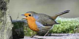 Portugees Voetbalelftal – Sloveens Voetbalelftal Opstellingen: Europese Verrassingen In De Startelf Portugees Voetbalelftal - Sloveens Voetbalelftal Opstellingen: Europese Verrassingen In De Startelf