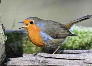 Portugees Voetbalelftal – Sloveens Voetbalelftal Opstellingen: Europese Verrassingen In De Startelf Portugees Voetbalelftal - Sloveens Voetbalelftal Opstellingen: Europese Verrassingen In De Startelf