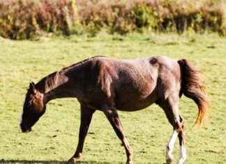 Rode Duivels – Slowaaks Voetbalelftal Opstellingen: België Trekt Ten Strijde Met Deze Opstelling Rode Duivels - Slowaaks Voetbalelftal Opstellingen: België Trekt Ten Strijde Met Deze Opstelling
