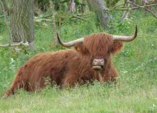 Schots Voetbalelftal – Hongaars Voetbalelftal Opstellingen: Analyse Van De Verwachte Opstellingen Schots Voetbalelftal - Hongaars Voetbalelftal Opstellingen: Analyse Van De Verwachte Opstellingen