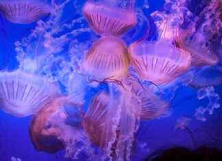 Valencia CF – FC Barcelona Opstellingen: Wie Verovert Mestalla Met Sterk Spel? Valencia CF - FC Barcelona Opstellingen: Wie Verovert Mestalla Met Sterk Spel?