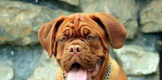 De Maliebaan: Van Speelveld tot Monumentale Laan De Maliebaan: Van Speelveld tot Monumentale Laan