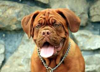 De Maliebaan: Van Speelveld tot Monumentale Laan De Maliebaan: Van Speelveld tot Monumentale Laan