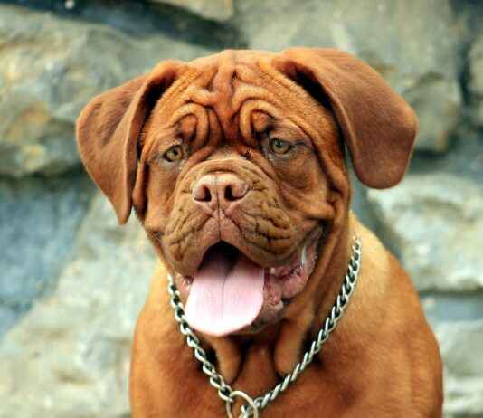 De Maliebaan: Van Speelveld tot Monumentale Laan De Maliebaan: Van Speelveld tot Monumentale Laan