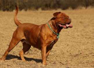 De Oude Hortus: Historische Botanische Tuin in het Hart van de Stad De Oude Hortus: Historische Botanische Tuin in het Hart van de Stad