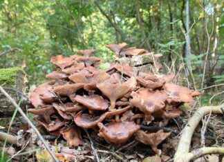De Ultieme Gids voor Winkelen in Utrecht Centrum De Ultieme Gids voor Winkelen in Utrecht Centrum