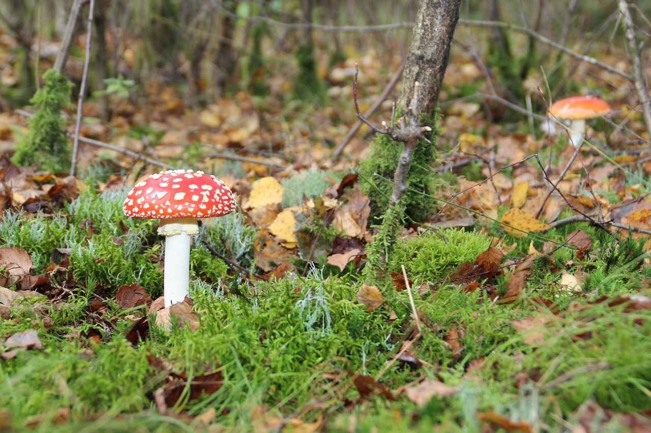 Populaire Winkels en Merken