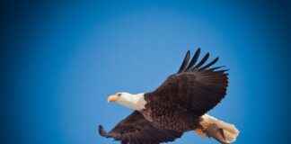 Go Ahead Eagles – Ajax Statistieken: De Rivaliteit In Detail Go Ahead Eagles - Ajax Statistieken: De Rivaliteit In Detail