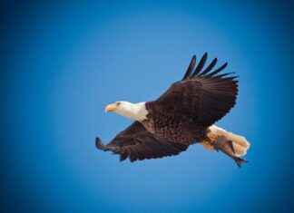 Go Ahead Eagles – Ajax Statistieken: De Rivaliteit In Detail Go Ahead Eagles - Ajax Statistieken: De Rivaliteit In Detail