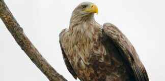 Go Ahead Eagles – Feyenoord Statistieken: De Analyse Van De Wedstrijd Go Ahead Eagles - Feyenoord Statistieken: De Analyse Van De Wedstrijd