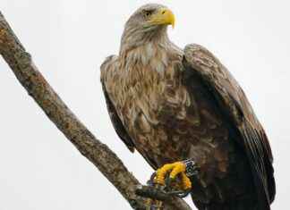 Go Ahead Eagles – Feyenoord Statistieken: De Analyse Van De Wedstrijd Go Ahead Eagles - Feyenoord Statistieken: De Analyse Van De Wedstrijd