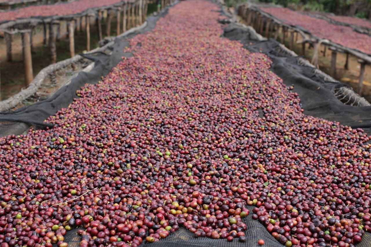 De Koffie Ervaring