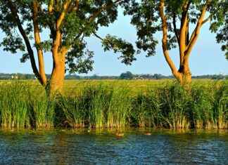 Nederlands Elftal – Frans Voetbalelftal Statistieken: De Belangrijkste Inzichten Nederlands Elftal - Frans Voetbalelftal Statistieken: De Belangrijkste Inzichten