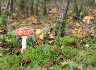 Ontbijten in Utrecht: De Beste Plekken voor een Vroege Start Ontbijten in Utrecht: De Beste Plekken voor een Vroege Start
