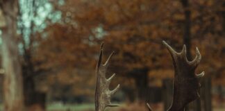 Nottingham Forest FC Manchester United Opstellingen: Wie Staat Erop?