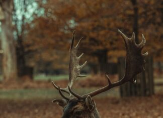 Nottingham Forest FC Manchester United Opstellingen: Wie Staat Erop?