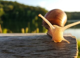 Ajax – FK Vojvodina Opstellingen: Ontdek De Spannende Teamselecties!