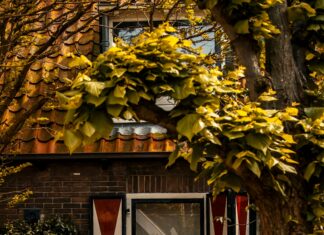 Feyenoord – FC Volendam Opstellingen: Wie Staat Er Vandaag In De Basis?