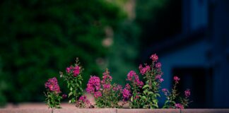 Ajax – Rangers FC Opstellingen: Ontdek De Spannende Tactiek Geheimen!