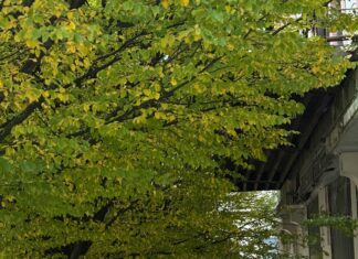 Ipswich Town FC – Manchester United Opstellingen: Wie Staat Er Sterk?