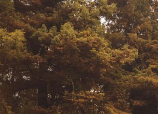 Nederlands Elftal: Ontdek De Spannende Opstellingen Van IJslands Voetbalelftal