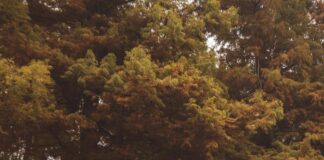 Duits Voetbalelftal Vs Nederlands Elftal Opstellingen: Wie Staat Sterker?