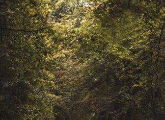 Ajax Fortuna Sittard Opstellingen: Ontdek De Spannende Teamopstellingen!