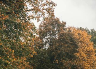 Fortuna Sittard – PSV Opstellingen: Wat Zijn De Verwachtingen?