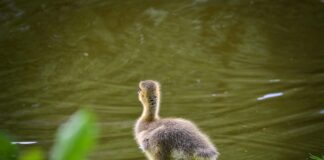 Nederlands Elftal Vs Turks Voetbalelftal Opstellingen: Wie Staat Sterker?