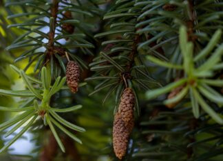 Bosnië En Herzegovina Voetbalelftal: Ontdek De Nederlands Elftal Opstellingen!