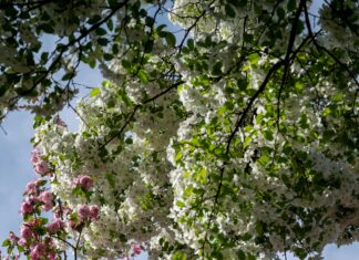 Real Sociedad – Ajax Opstellingen: Ontdek De Spannende Wedstrijdopstellingen!