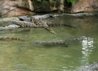 Frans Voetbalelftal En Pools Voetbalelftal Opstellingen: Wat Moet Je Weten?