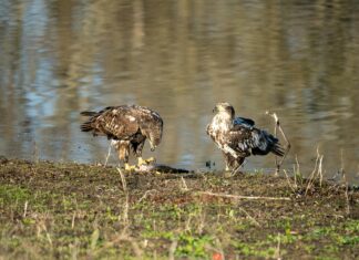 Go Ahead Eagles Opstellingen: Wat Maakt Feyenoord Zo Uniek?