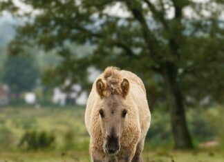 Fc Utrecht – Psv Opstellingen: Ontdek De Spannende Teamkeuzes Vandaag!