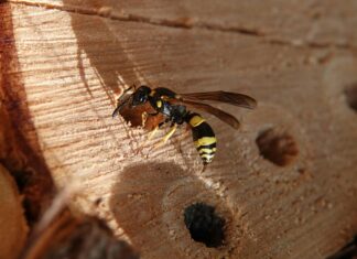 Marokkaans Voetbalelftal Vs Zuid-Afrikaans Voetbalelftal Opstellingen – Wie Staat Er Sterker?