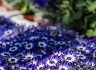 Ajax – Hannover 96 Opstellingen: Ontdek De Geheimen Van Beide Teams